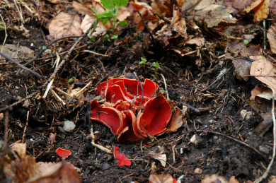 DSC_0522_1.JPG